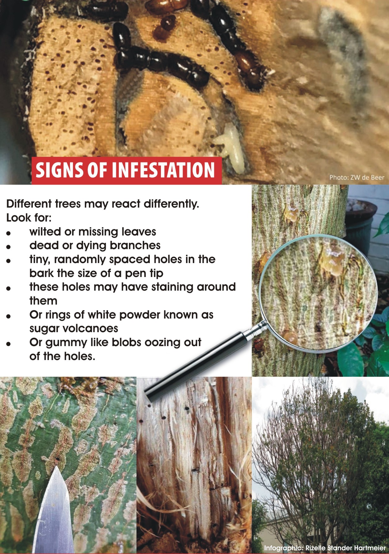 JOHANNESBURG URBAN FOREST ALLIANCE